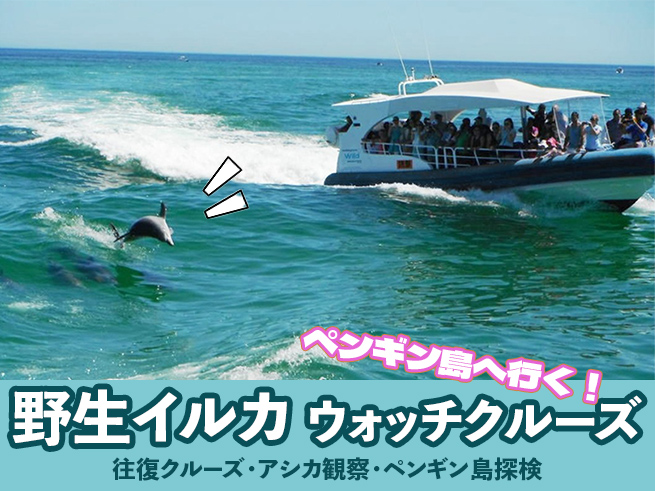 【野生イルカを探す感動体験】ペンギン島クルーズ（日本語ガイド＆送迎つき）