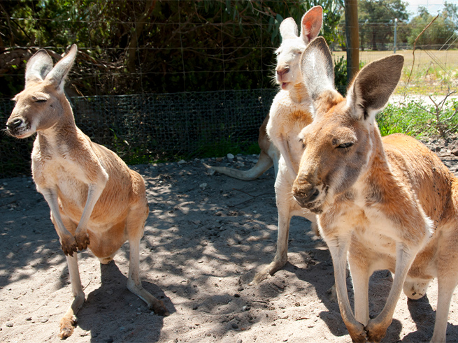 オーストラリアならではの動物体験