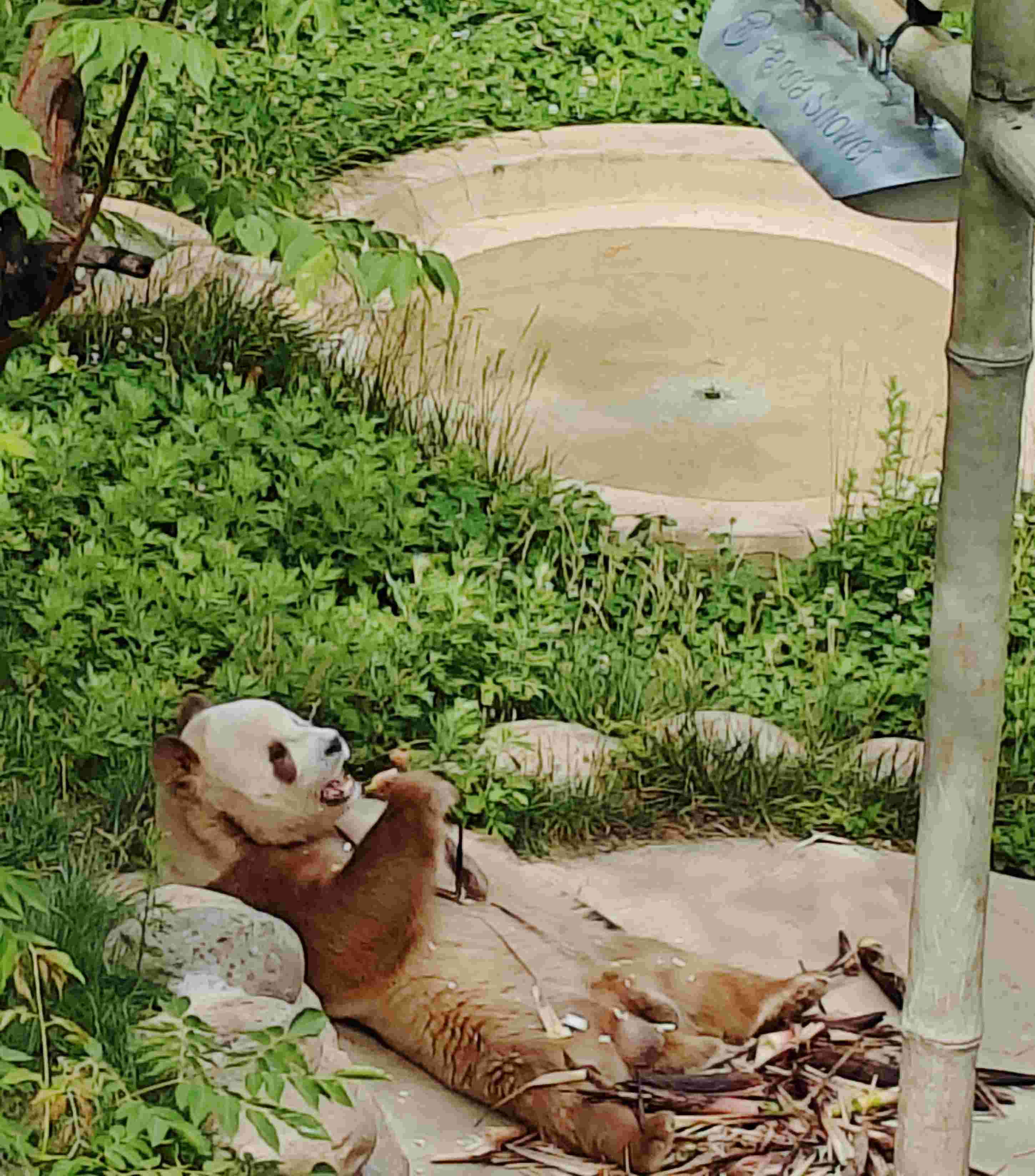 レアな茶色パンダーーーチーザイ出会いツアー（パンダのスーパーファン人気）