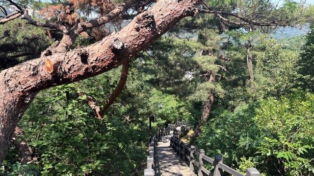 🌳森の解説者資格証を持ったガイドがご案内!🌳