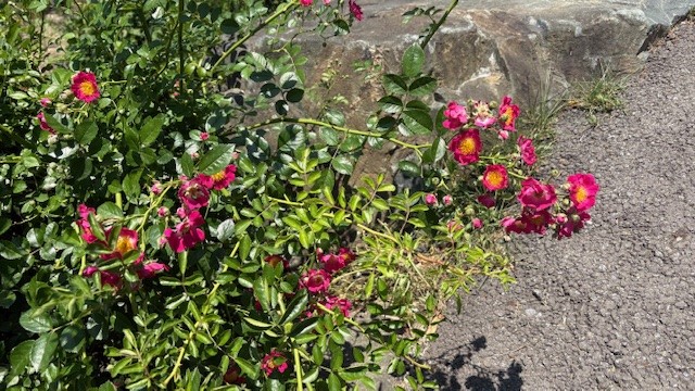 ☕カフェ:1人当たり1飲み物提供