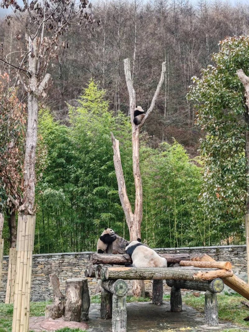 ★中華大熊猫園臥龍基地でパンダの見学＜日本語ガイド／昼食付＞