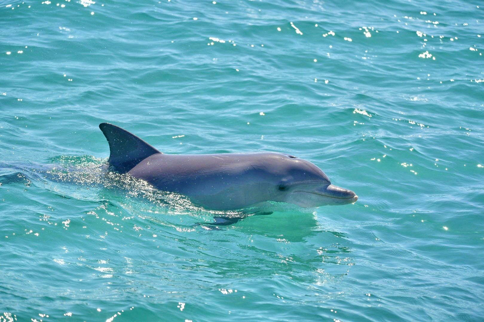 野生のイルカに会う🐬