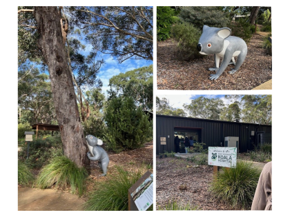 コアラサンクチュアリでコアラに出会う