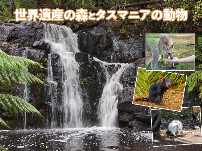 世界遺産の森と動物たちに出会う旅【世界遺産マウント・フィールド国立公園＆野生動物公園】