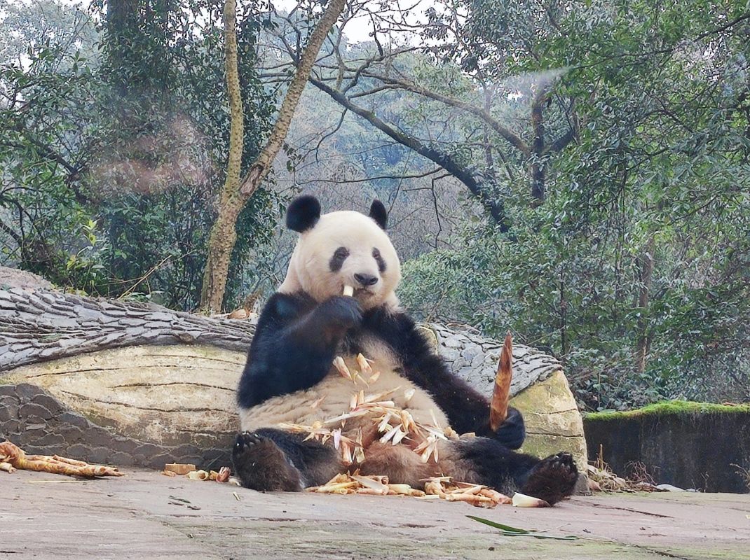 ★シャンシャンに出会う旅雅安パンダ基地見学＜日本語ガイド／昼食付＞