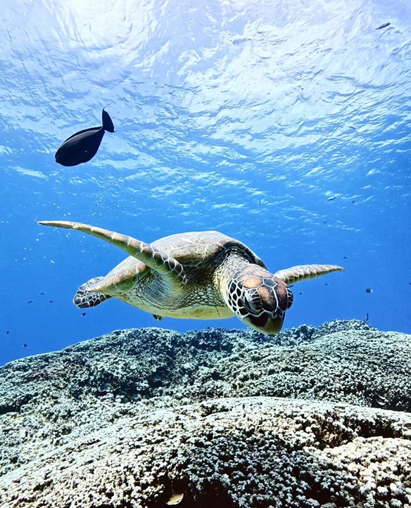 ウミガメに会える確率99% 8歳から楽しめるウミガメスノーケリング