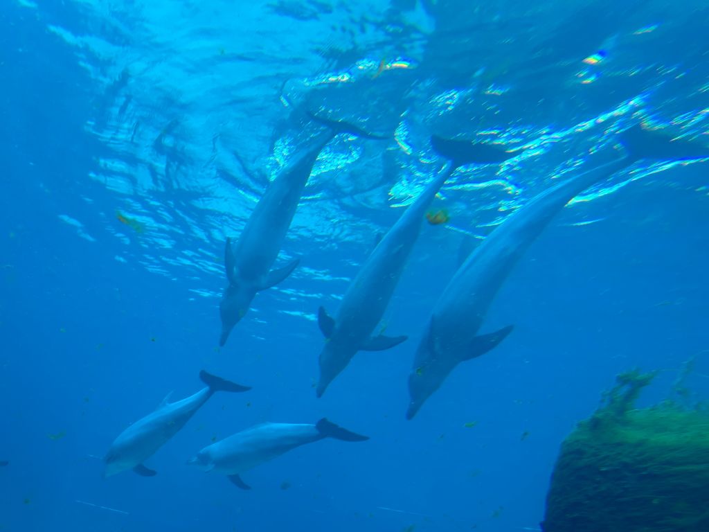 ドルフィン(VIPパッケージ)