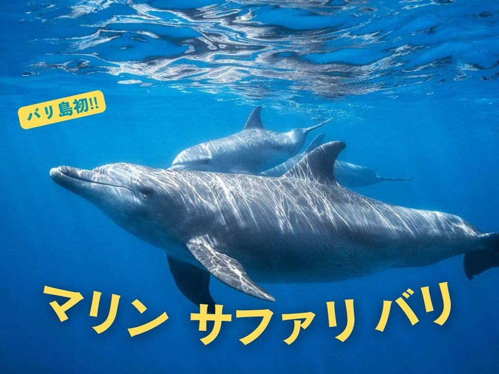 バリ島新登場！マリンサファリ （往復シャトル送迎付き）