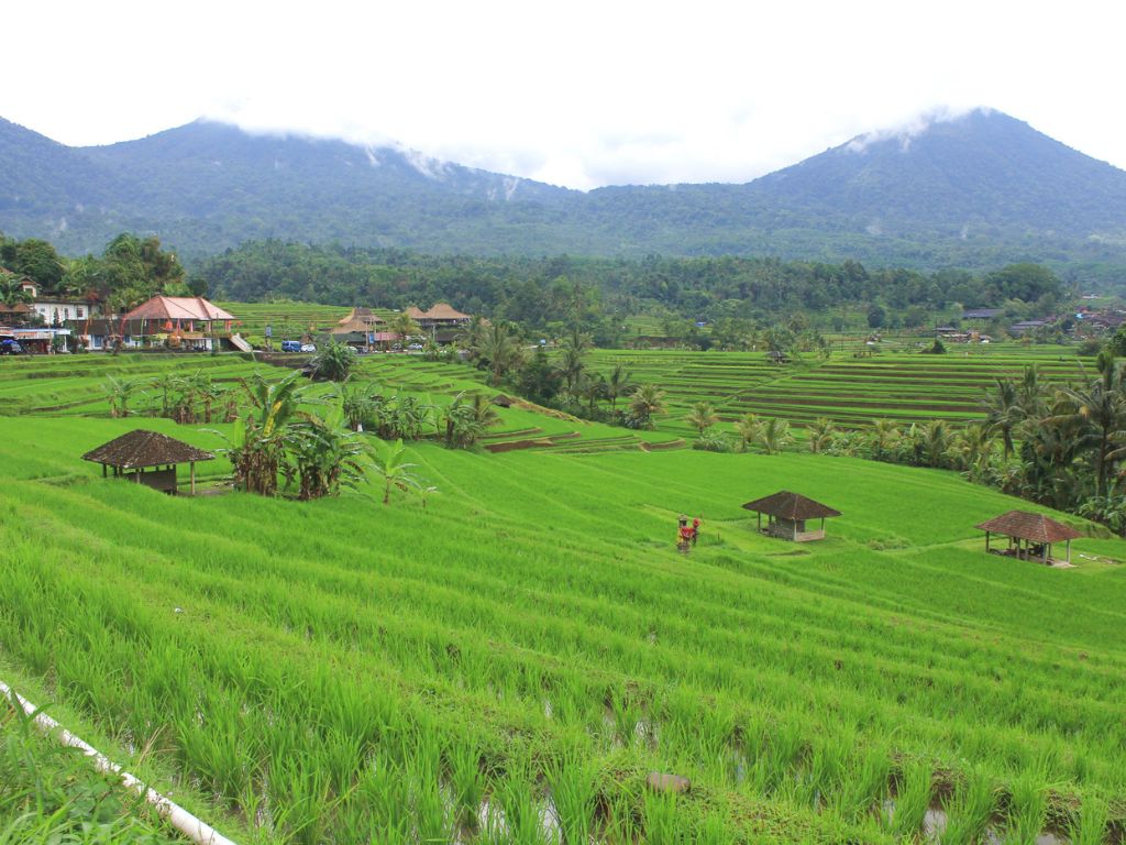 ジャティルイ棚田