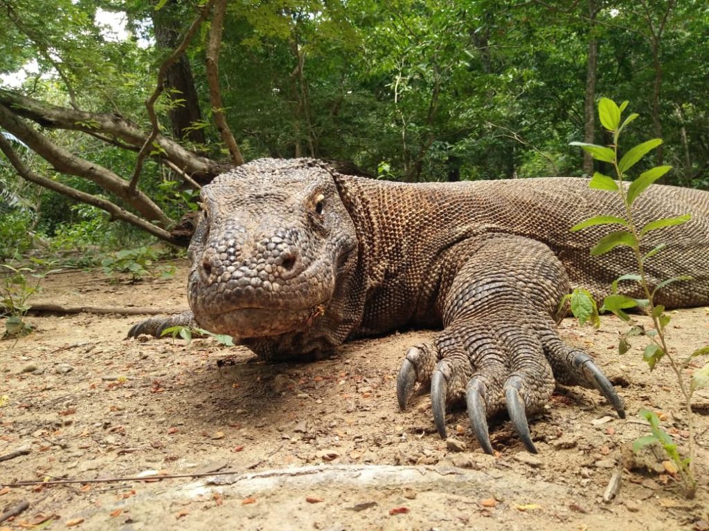 コモド国立公園ツアー（ラブアンバジョー発着）
