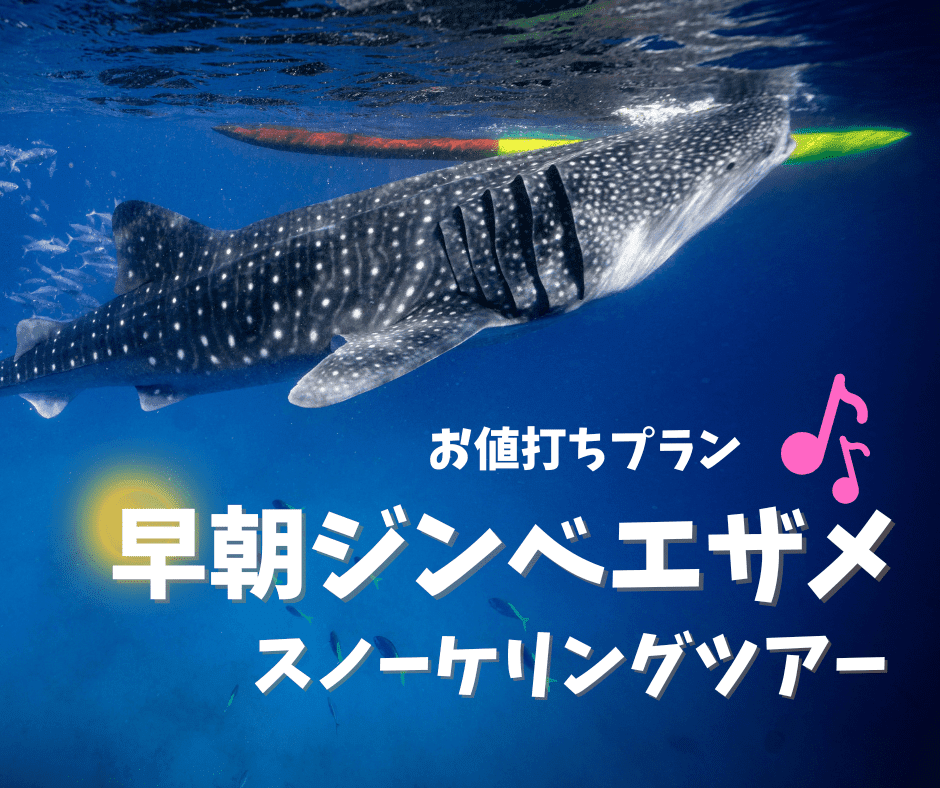 【ジンベエ】午後の時間を有効活用♬ジンベエザメだけをお得に楽しむ、お値打ちプラン♪早朝ジンベエザメ・スノーケリングツアー オスロブ＜日本語ガイド同行＆往復送迎付き＞