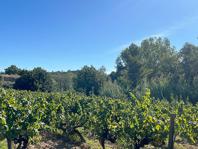 専用車で快適＆スムーズに移動！