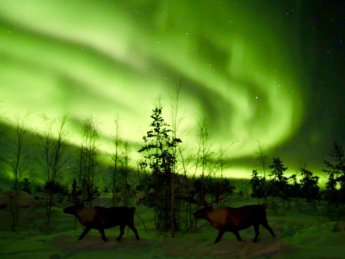 【宿泊付き】冬のオーロラ鑑賞ツアー4日間(イエローナイフ3泊)《英語ガイド》