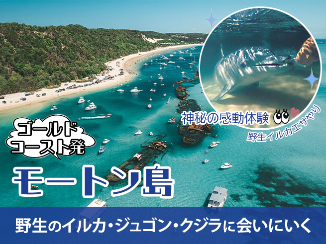 【タンガルーマ】沈没船シュノーケル＆野生イルカ餌やり｜モートン島で感動体験（ランチ付き・選べる送迎）