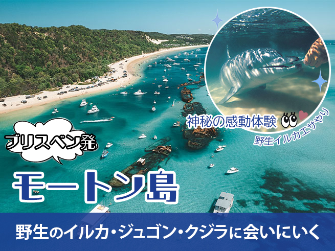 【タンガルーマ】沈没船シュノーケル＆野生イルカ餌やり｜モートン島で感動体験（ランチ付き・選べる送迎）