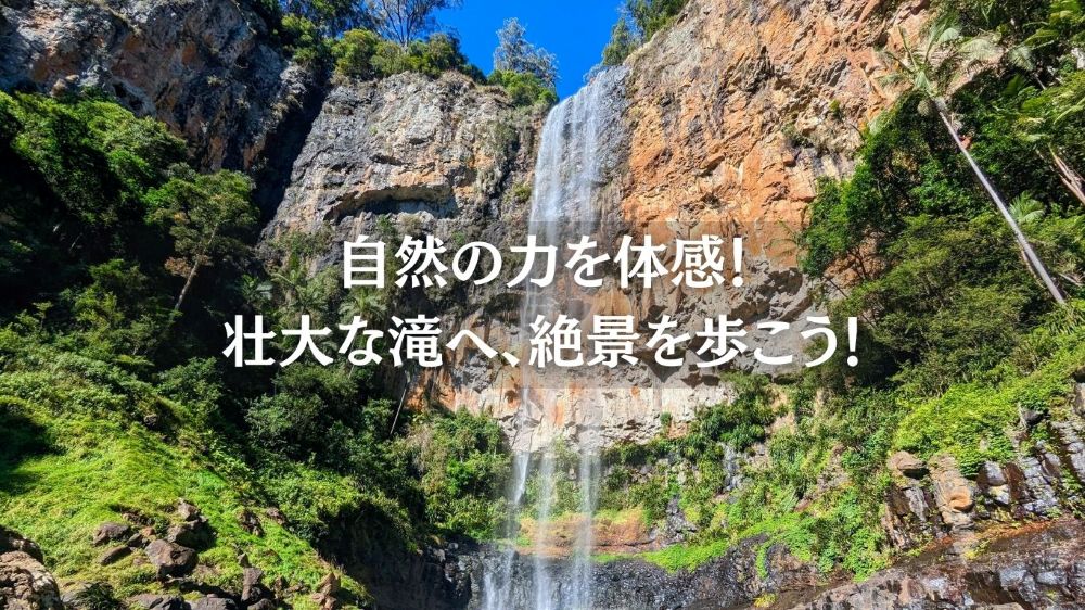 世界遺産の森を歩こう！朝のパーリングブルック滝と絶景トレッキング（日本語ツアー/送迎付き）