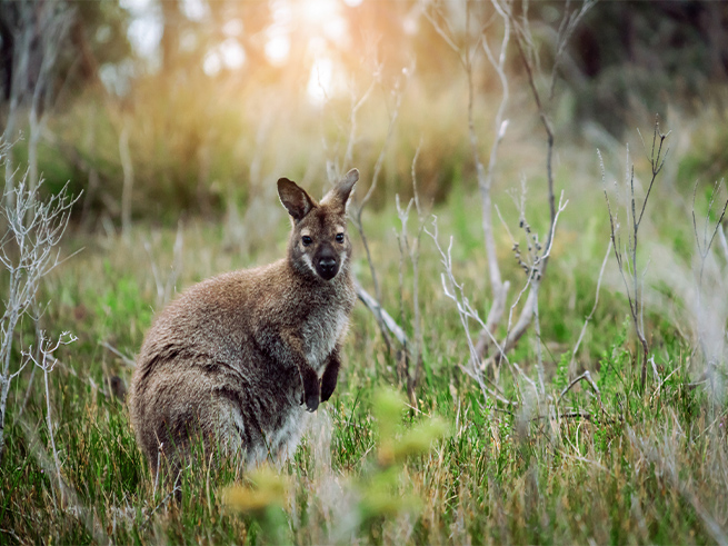 海岸と野生動物のふれあい