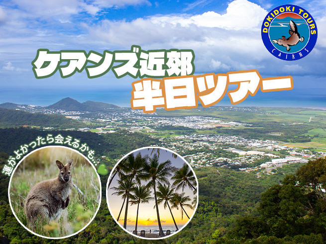 ケアンズ近郊の魅力をギュッと詰め込んだお手軽半日観光ツアー