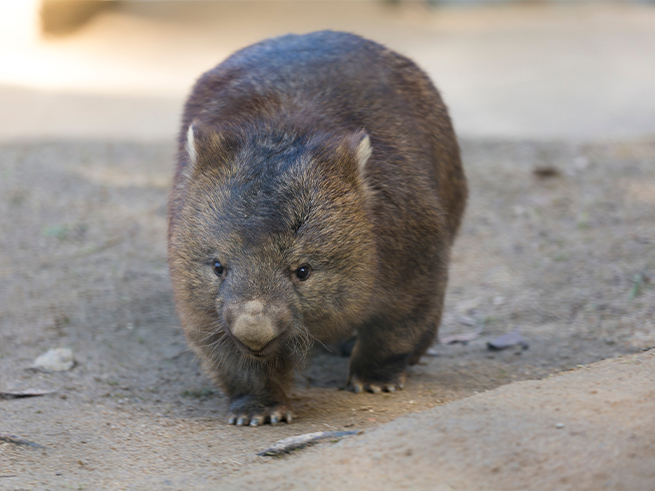 オーストラリア固有の動物を間近で観察