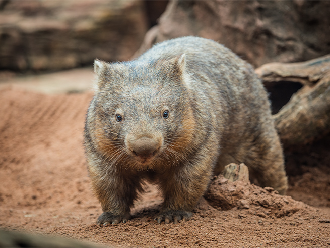 オーストラリア固有の動物を間近で観察
