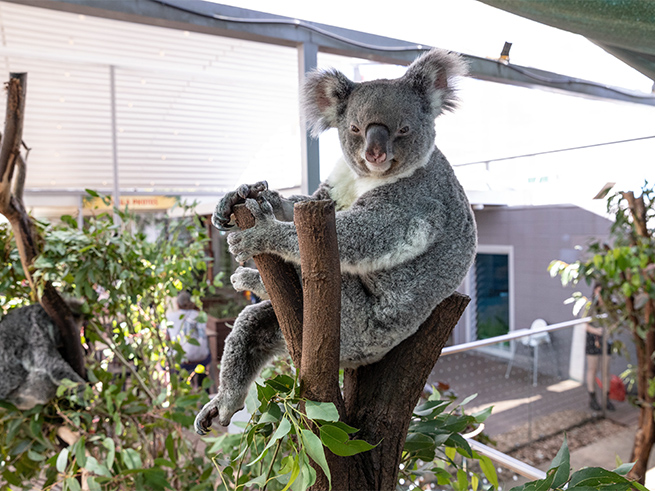 オーストラリア固有の動物を間近で観察