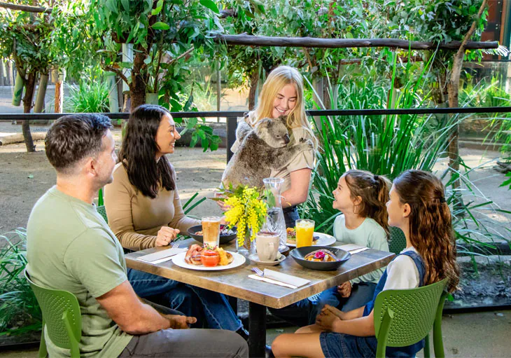 コアラと過ごす特別なモーニング体験