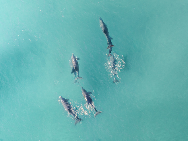 ジャービスベイでイルカウォッチング