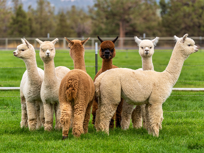 動物・ワイン・グルメを満喫する贅沢な一日