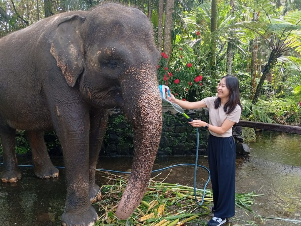 バリ島唯一の象専用保護区「メイソンエレファントパーク」