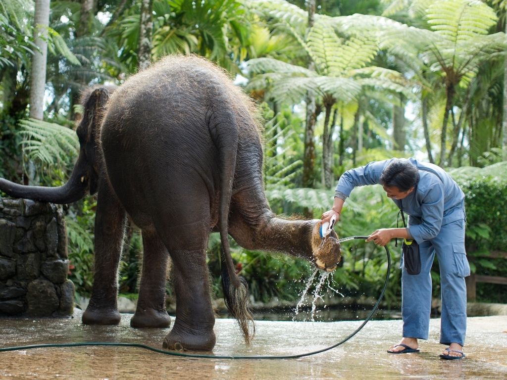 メイソン エレファントパークでJUMBO WASH (象洗い）体験！（ランチ＆送迎付き）