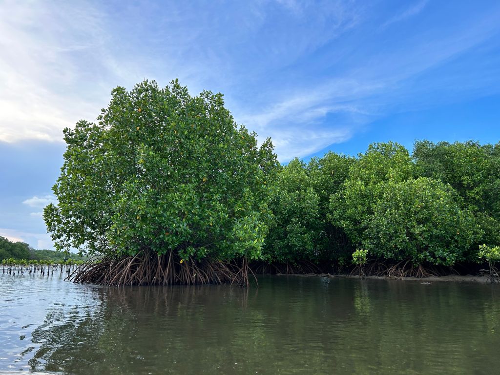 マングローブの森