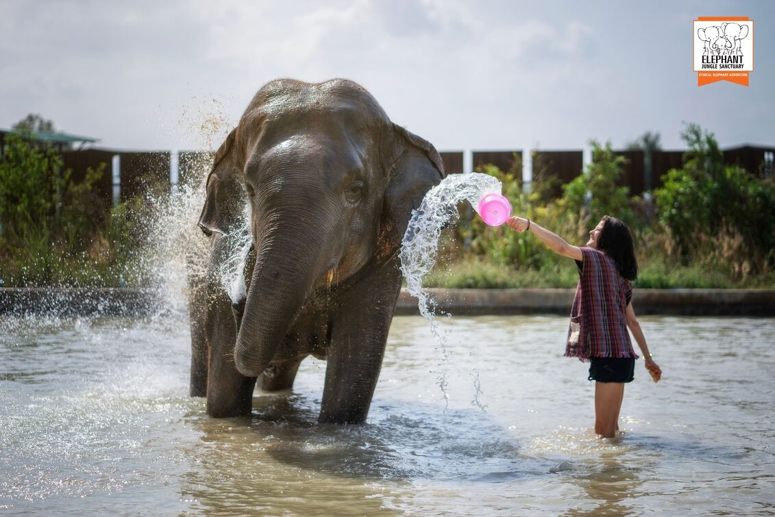 【パタヤ発着】エレファント・ジャングル・サンクチュアリ🐘🚶🏻🐘🚶🏾🐘 （送迎あり/送迎なし）