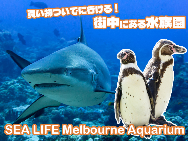 メルボルン水族館 入園チケット【シーライフ】