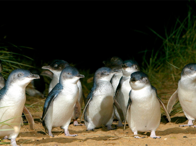 世界的に有名なペンギンパレード