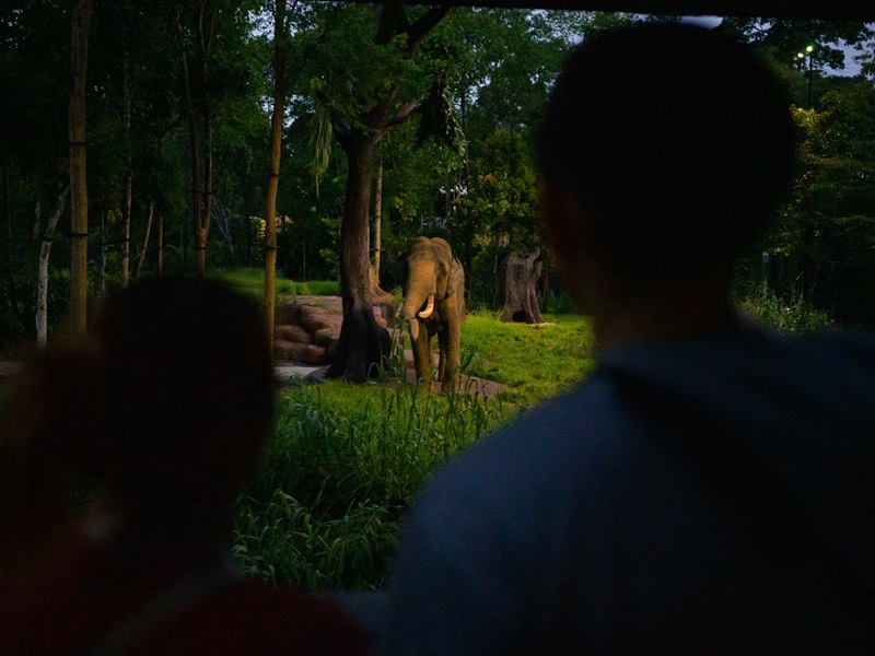 夜行性動物を100種900頭観察できる、世界初の動物園ナイトサファリ