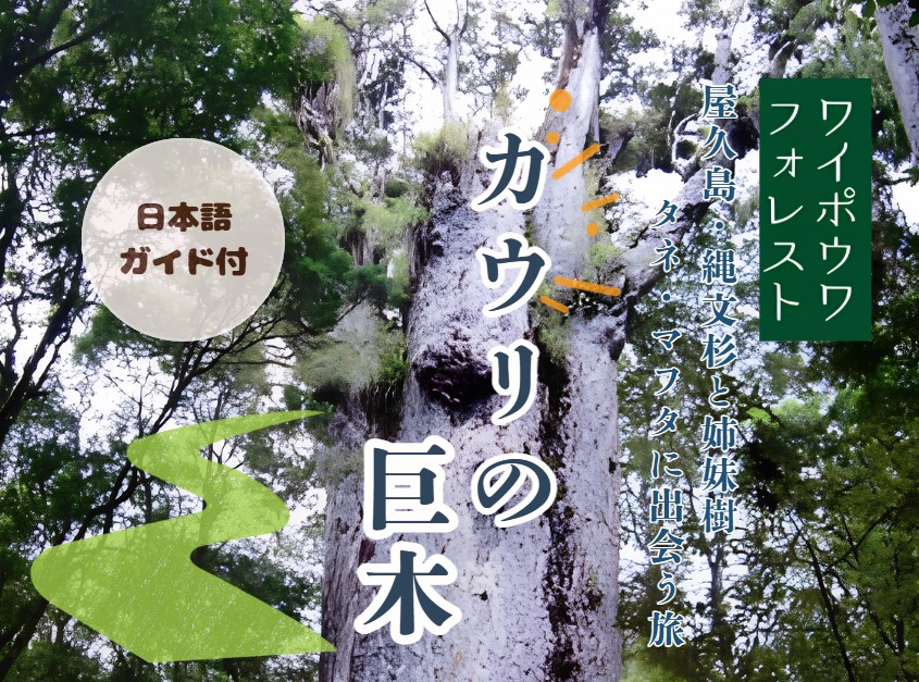 神秘の世界へようこそ！カウリの巨木に出会う！ワイポウワフォレスト１日観光（日本語ガイド付）