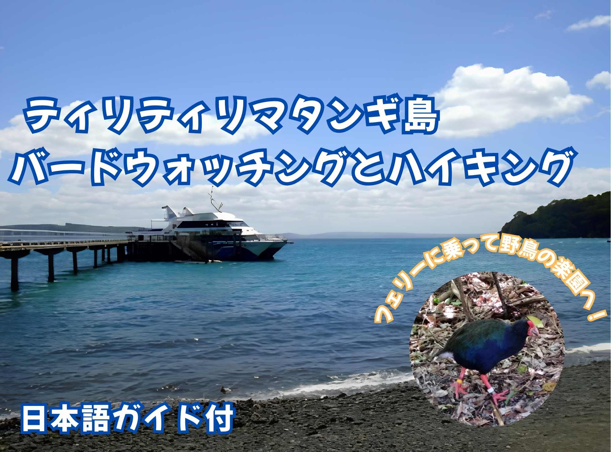 ティリティリマタンギ島  バードウォッチングとハイキング（日本語ガイド付）