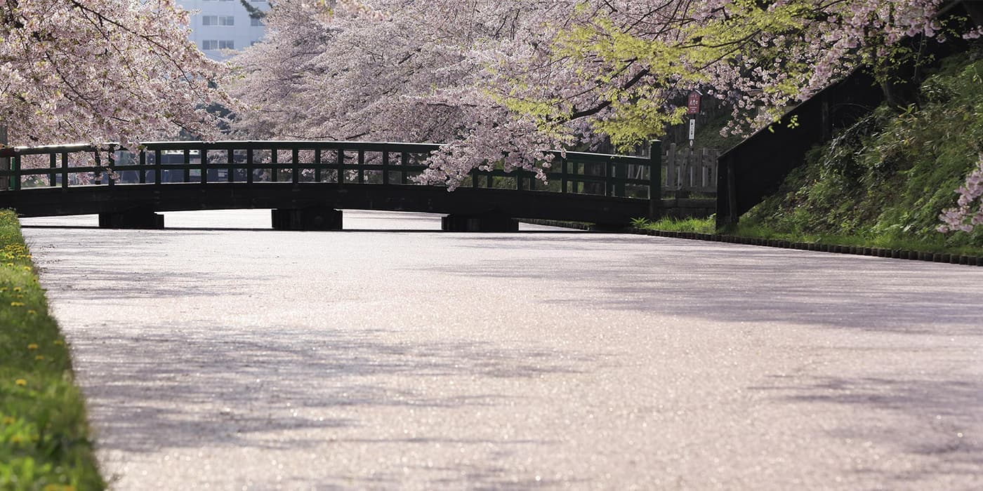 弘前公園の外濠に敷き詰められた桜の絨毯 じゅうたん 日本の絶景 Jtb 感動の瞬間 とき