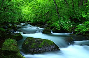 新緑かおる奥入瀬渓流|日本の絶景 JTB 感動の瞬間（とき）