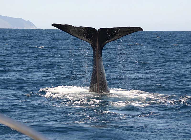 ホエールクジライルカポリネシアンアンクレットブレスレット23cm合金