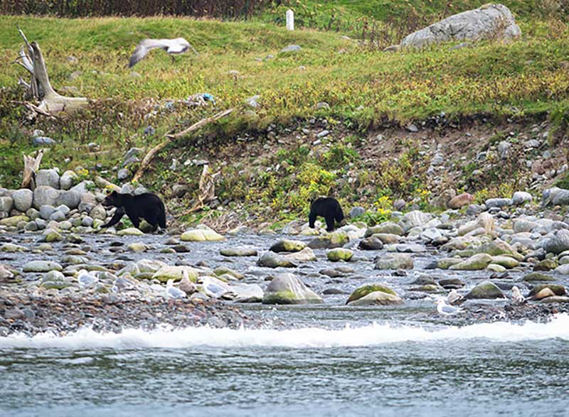 知床半島のヒグマたち|日本の絶景 JTB 感動の瞬間（とき）