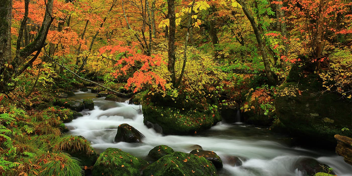 奥入瀬を染める紅と黄、ほとばしる流れ 奥入瀬渓流|日本の絶景 JTB