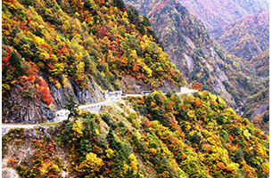 朝霧に佇む1本のシラカバの木「小田代ヶ原の貴婦人」 |日本の絶景 JTB