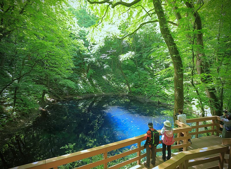 新緑とコバルトブルーの湖面 神秘の青池|日本の絶景 JTB 感動の瞬間