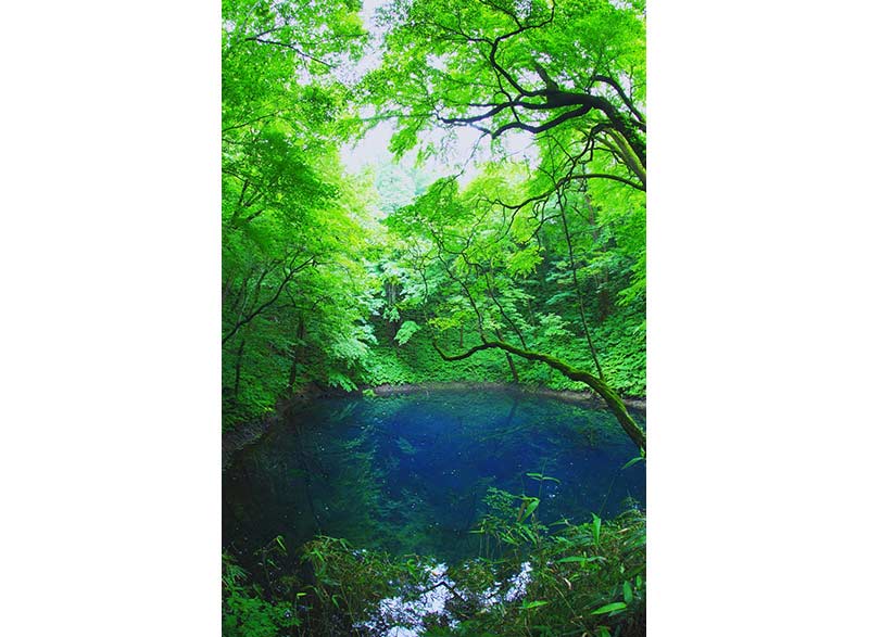 新緑とコバルトブルーの湖面 神秘の青池|日本の絶景 JTB 感動の瞬間
