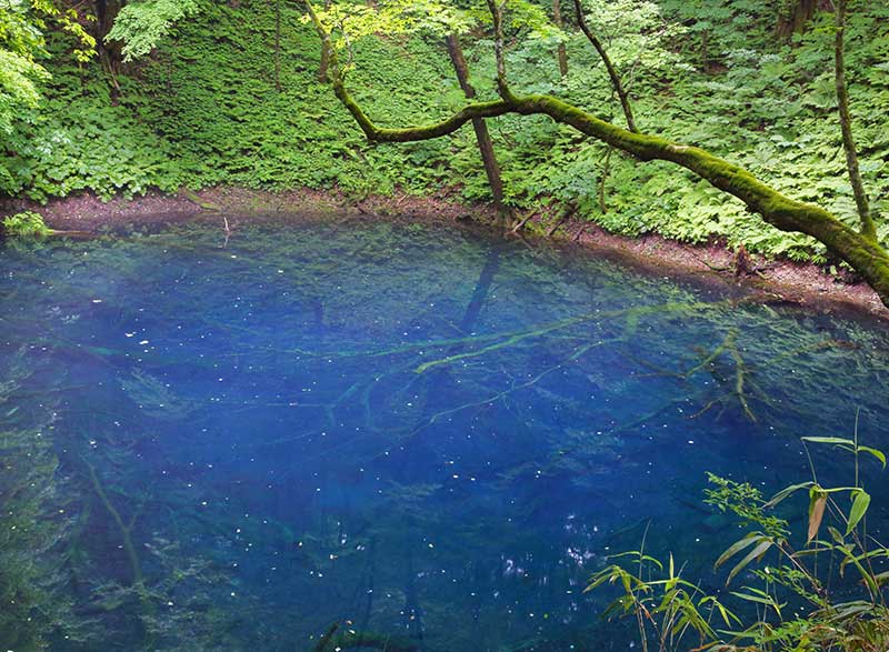 新緑とコバルトブルーの湖面 神秘の青池|日本の絶景 JTB 感動の瞬間