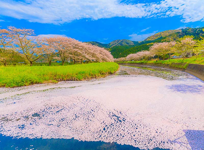 2度楽しめる「松崎・那賀川堤」の桜並木|日本の絶景 JTB 感動の瞬間