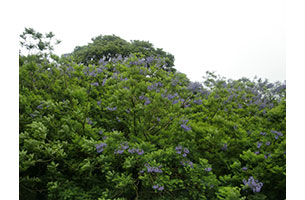 世界三大花木 ジャカランダ 日本で唯一 約1 000本の青紫花南米の情熱を秘めた高貴なパープルが雅を演出 日本の絶景 Jtb 感動の瞬間 とき