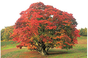 1本の樹で7色に変化する大峰高原七色大カエデ|日本の絶景 JTB 感動の